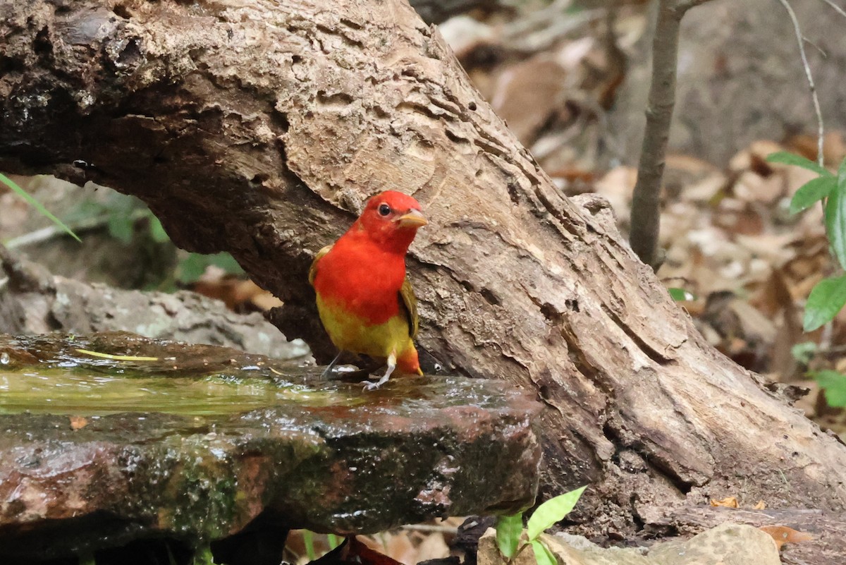 Summer Tanager - Vern Bothwell