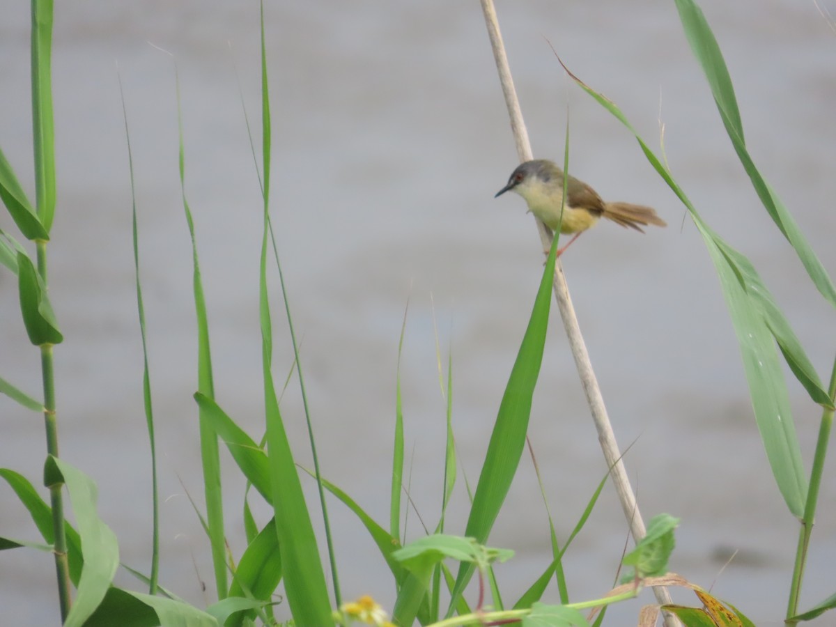 Yellow-bellied Prinia - 韋勳 陳