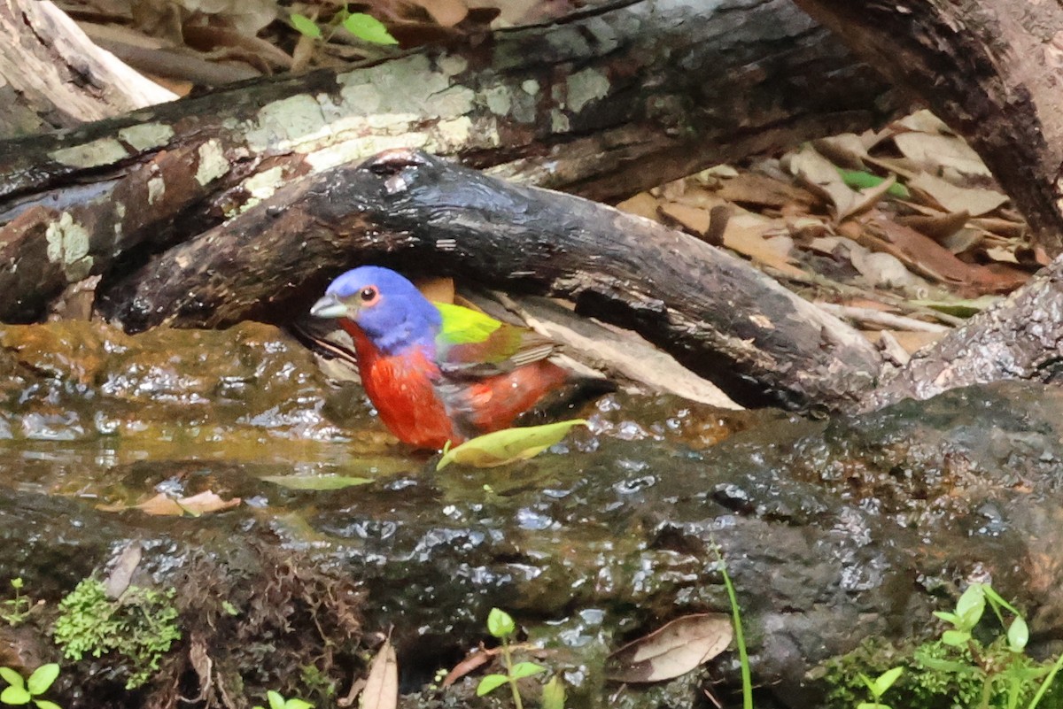 Painted Bunting - Vern Bothwell