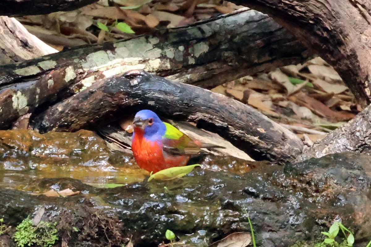 Painted Bunting - Vern Bothwell