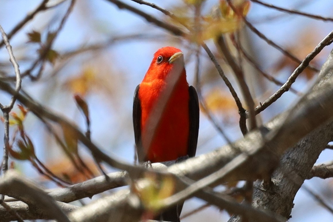 Scarlet Tanager - Trent Massey