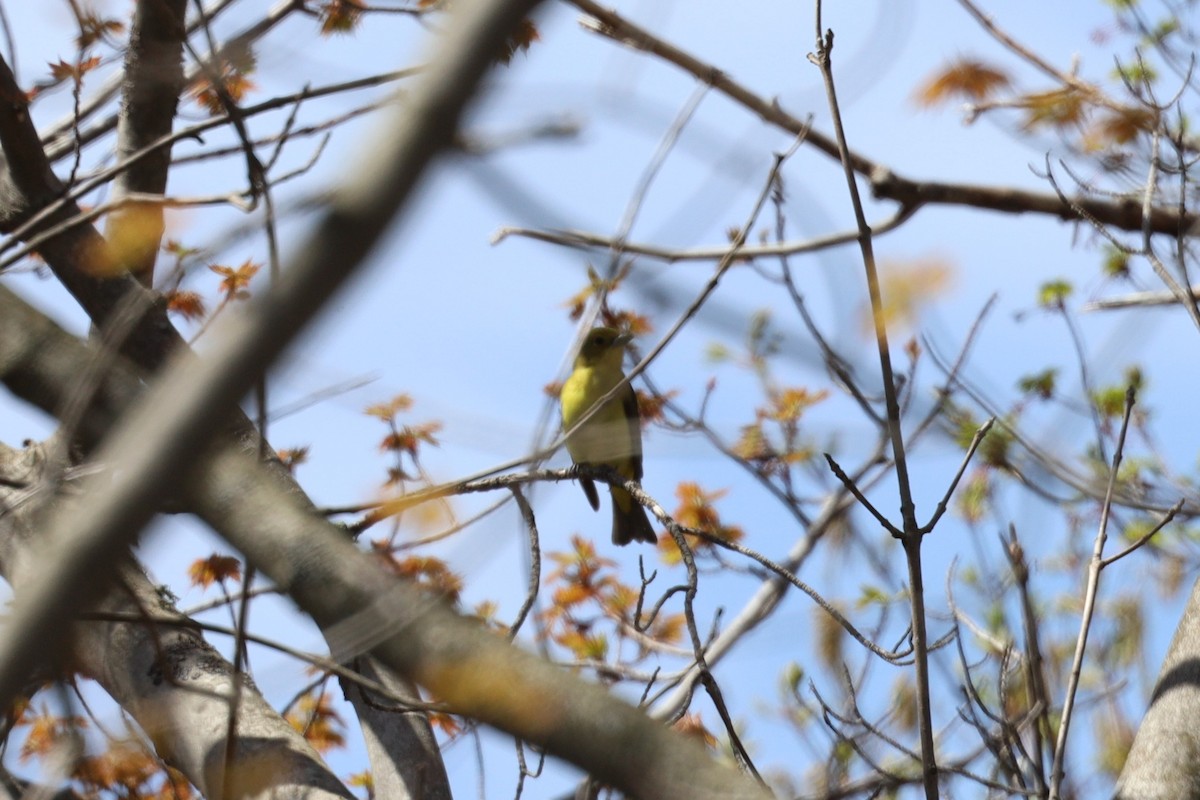 Scarlet Tanager - Trent Massey