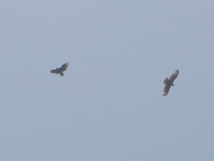 Common Buzzard (Canary Is.) - ML618880457