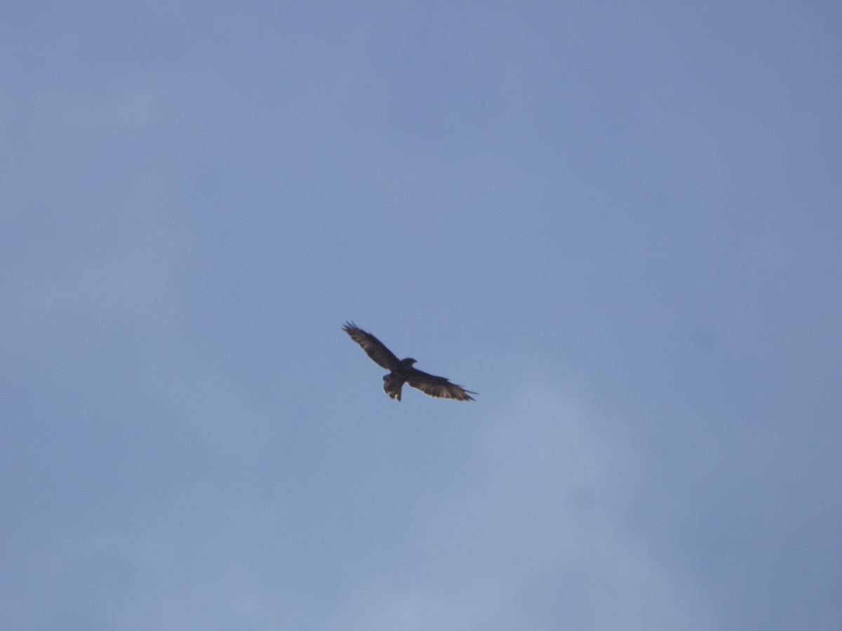 Common Buzzard (Canary Is.) - ML618880458