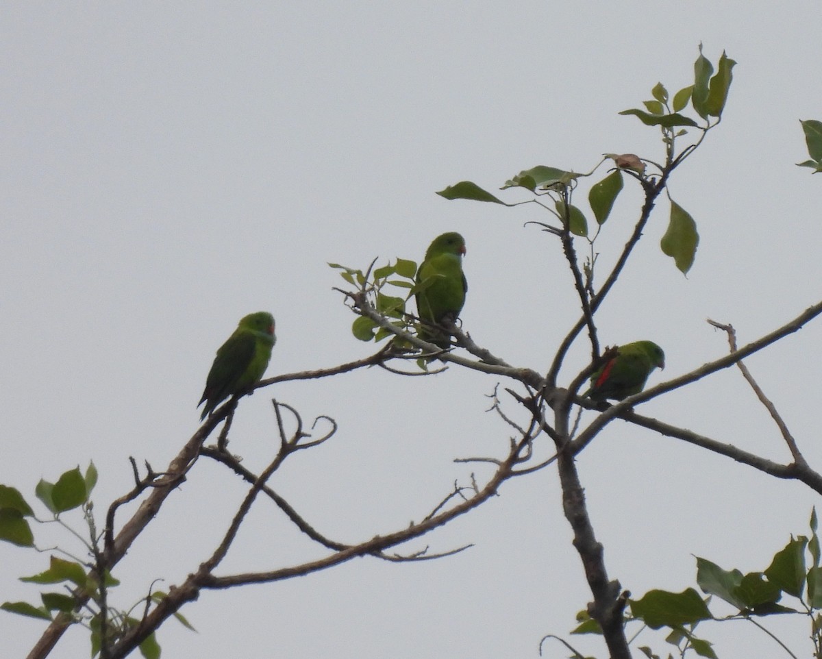 Vernal Hanging-Parrot - Sahana M