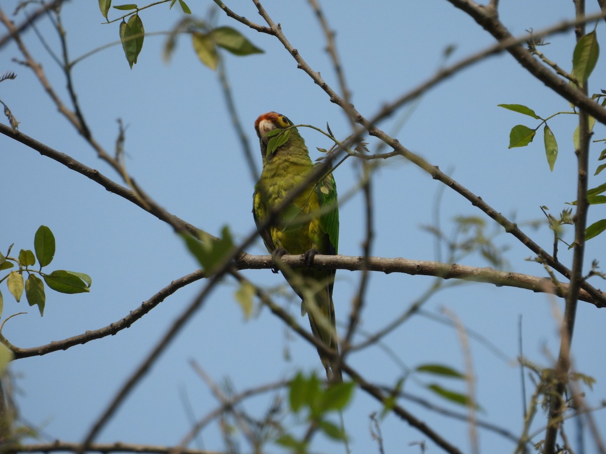 Orange-fronted Parakeet - Bany Alvarenga