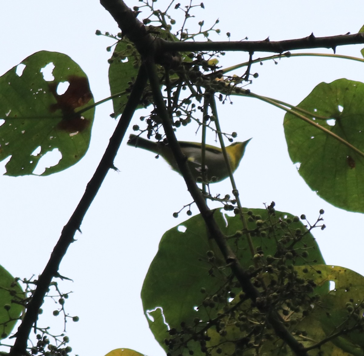 Indian White-eye - Afsar Nayakkan