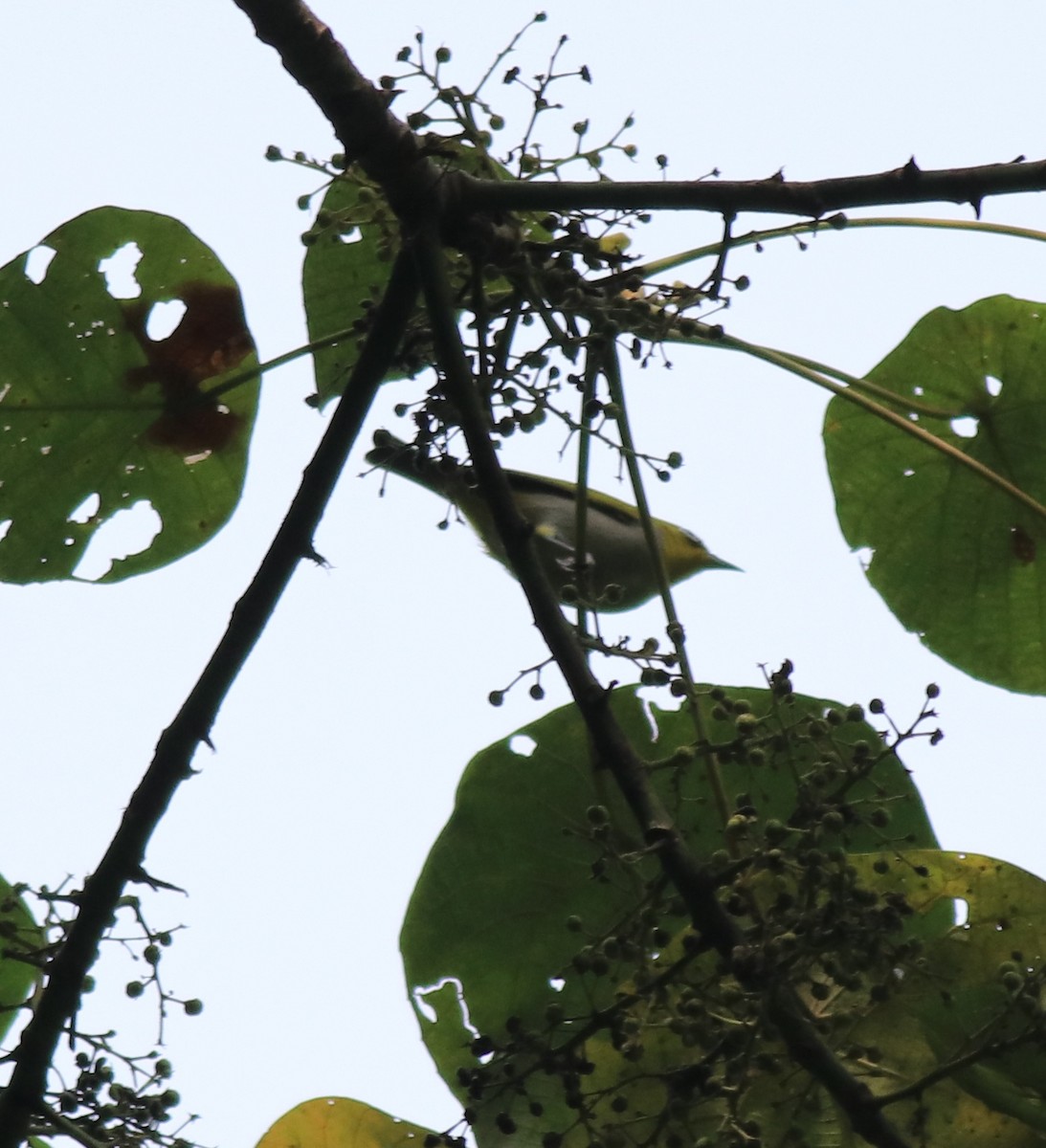 Indian White-eye - Afsar Nayakkan