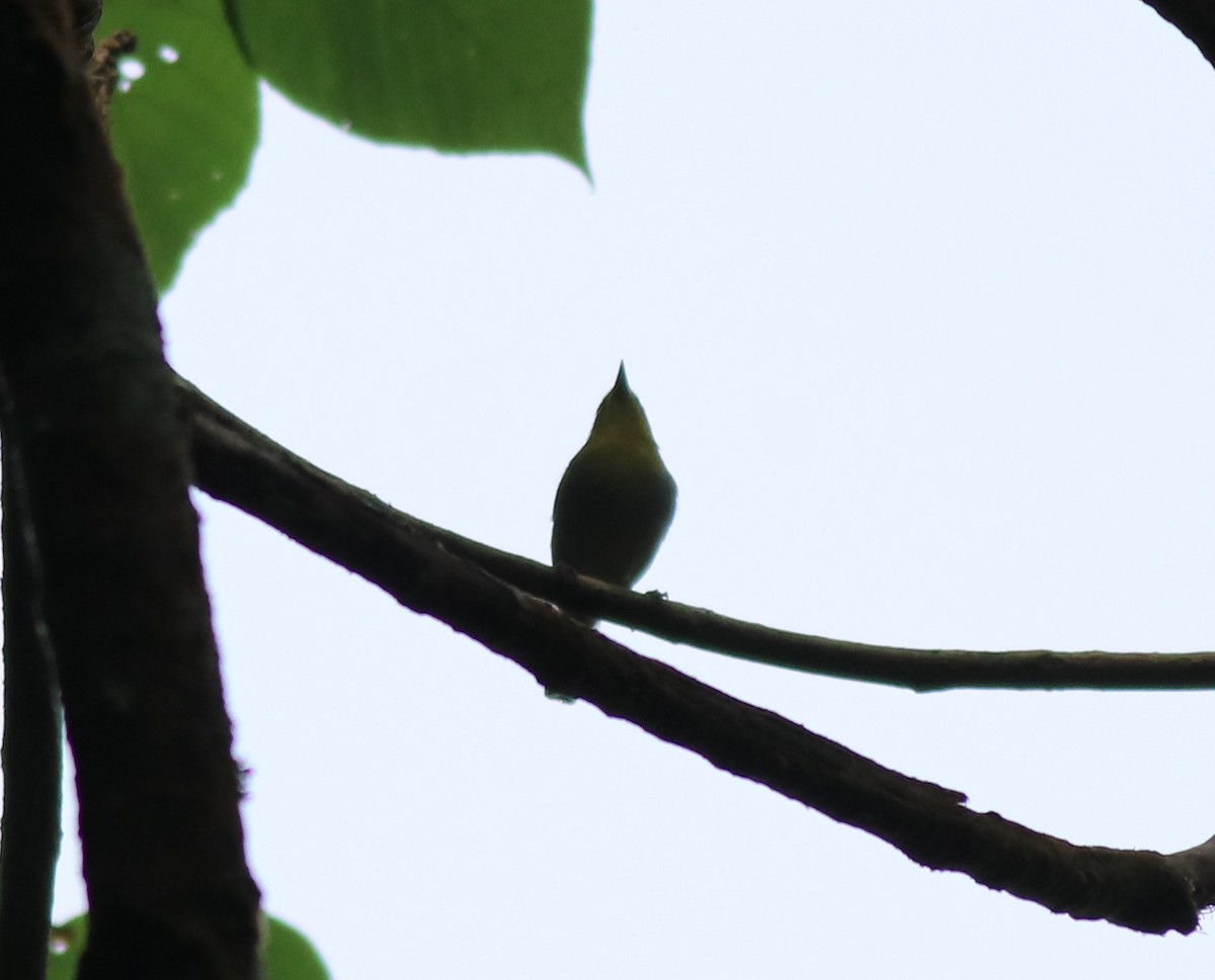 Indian White-eye - Afsar Nayakkan