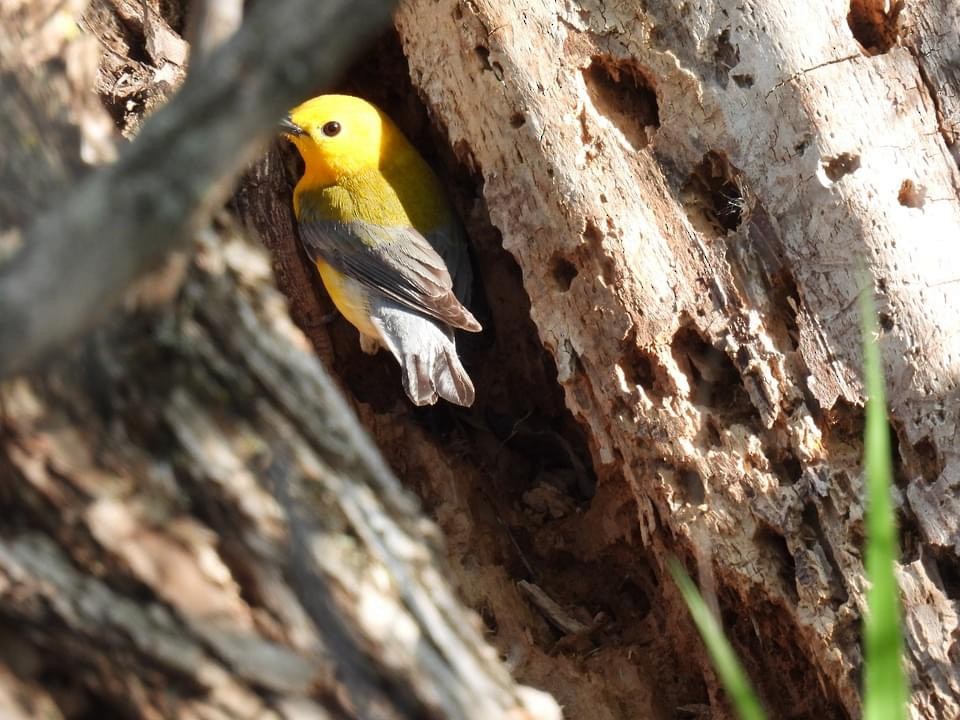 Prothonotary Warbler - ML618880482