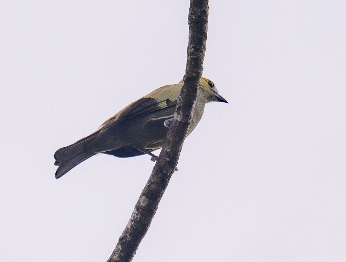 Palm Tanager - ML618880490