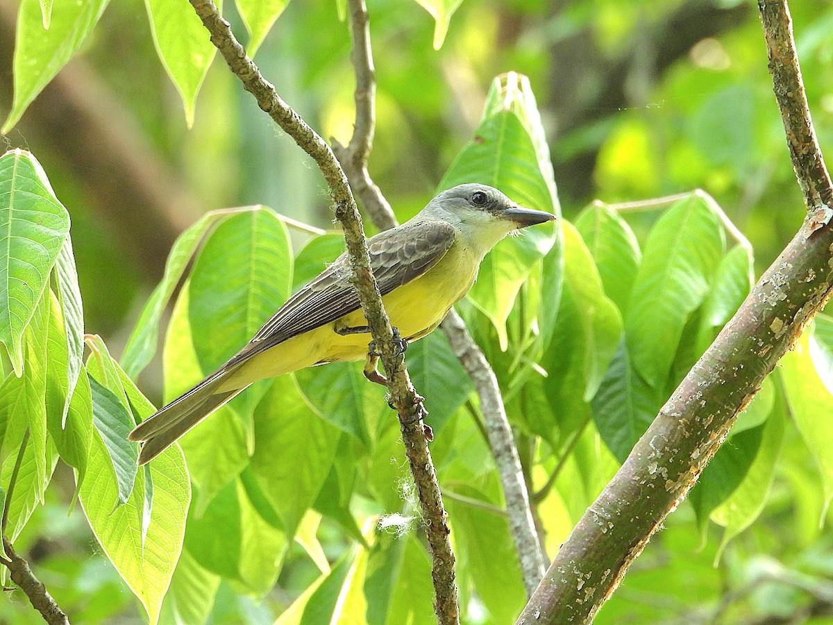 Tropical Kingbird - Bany Alvarenga