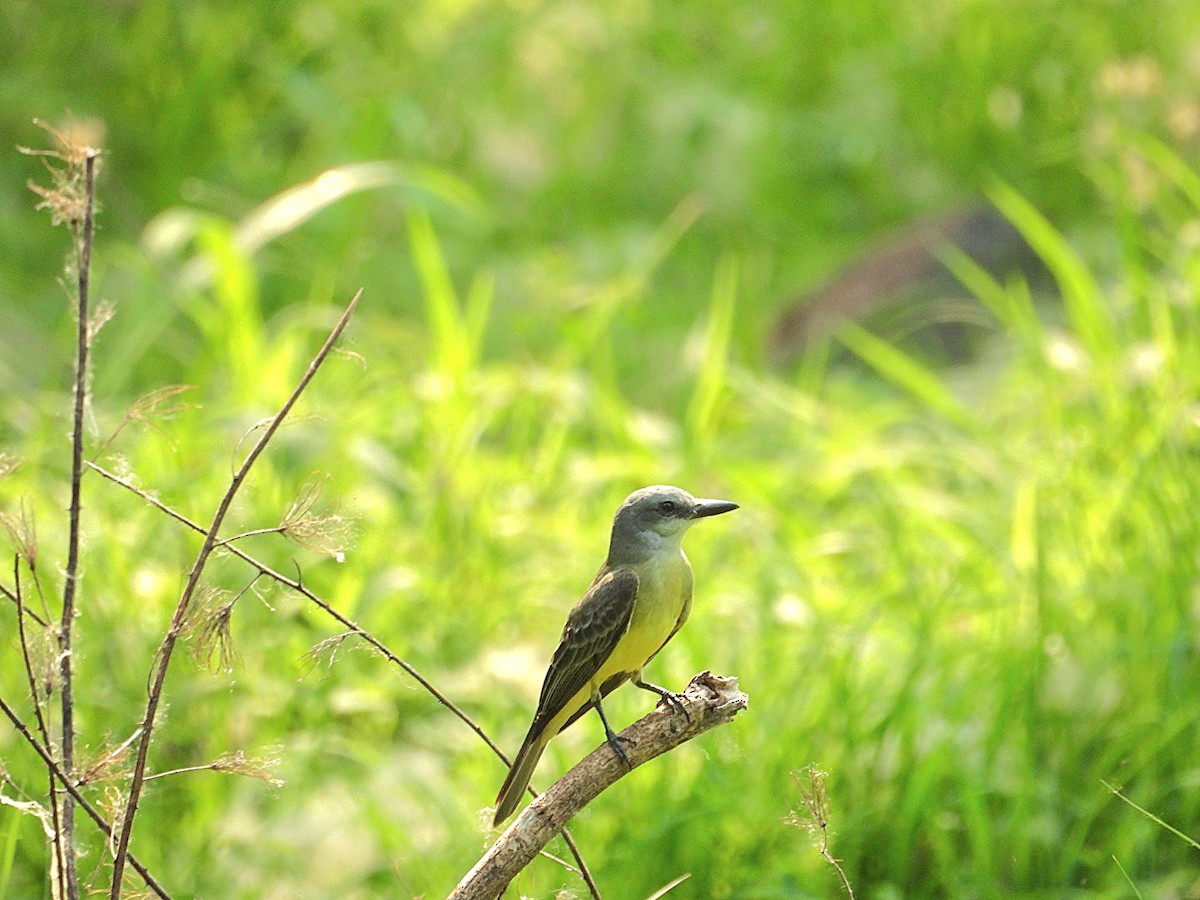 Tropical Kingbird - Bany Alvarenga