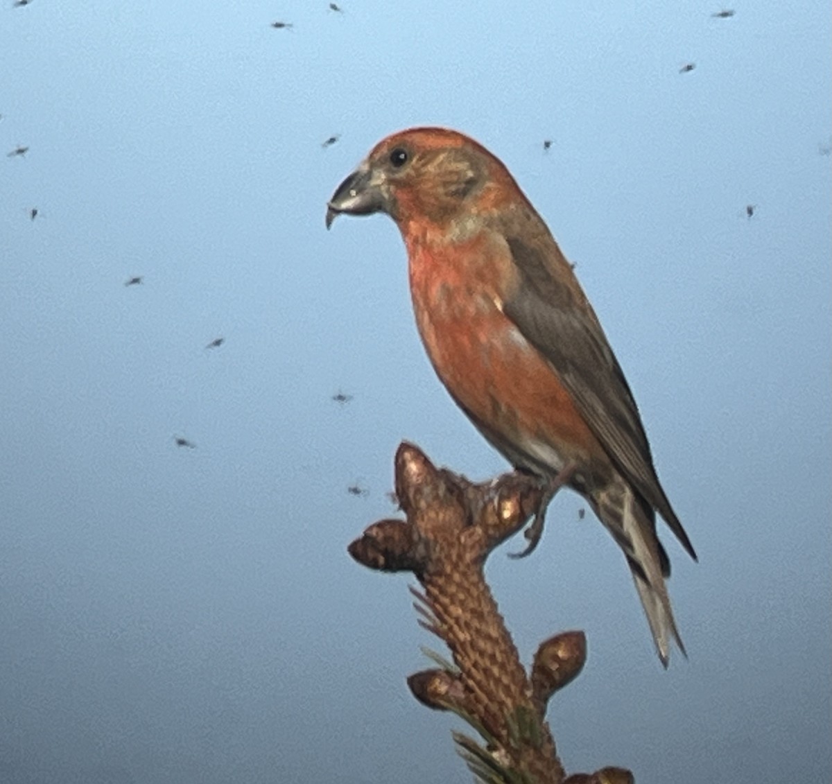 Red Crossbill - Tim Rodenkirk