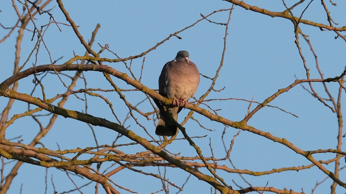 Common Wood-Pigeon - ML618880548
