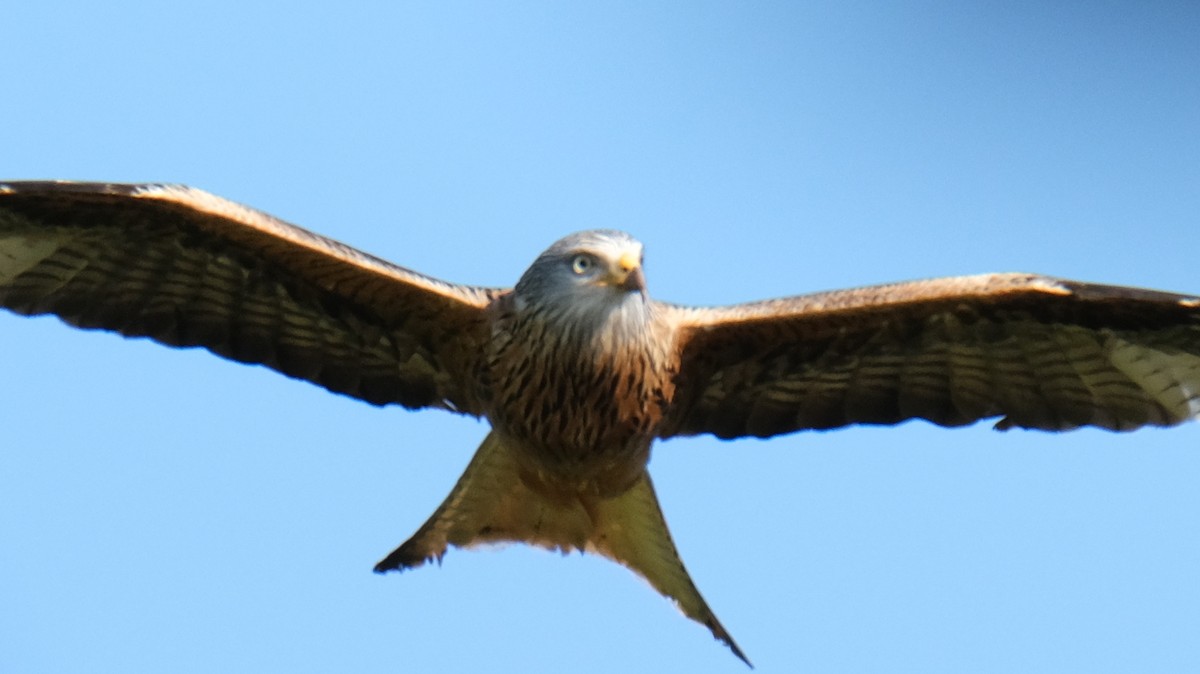 Red Kite - ML618880559