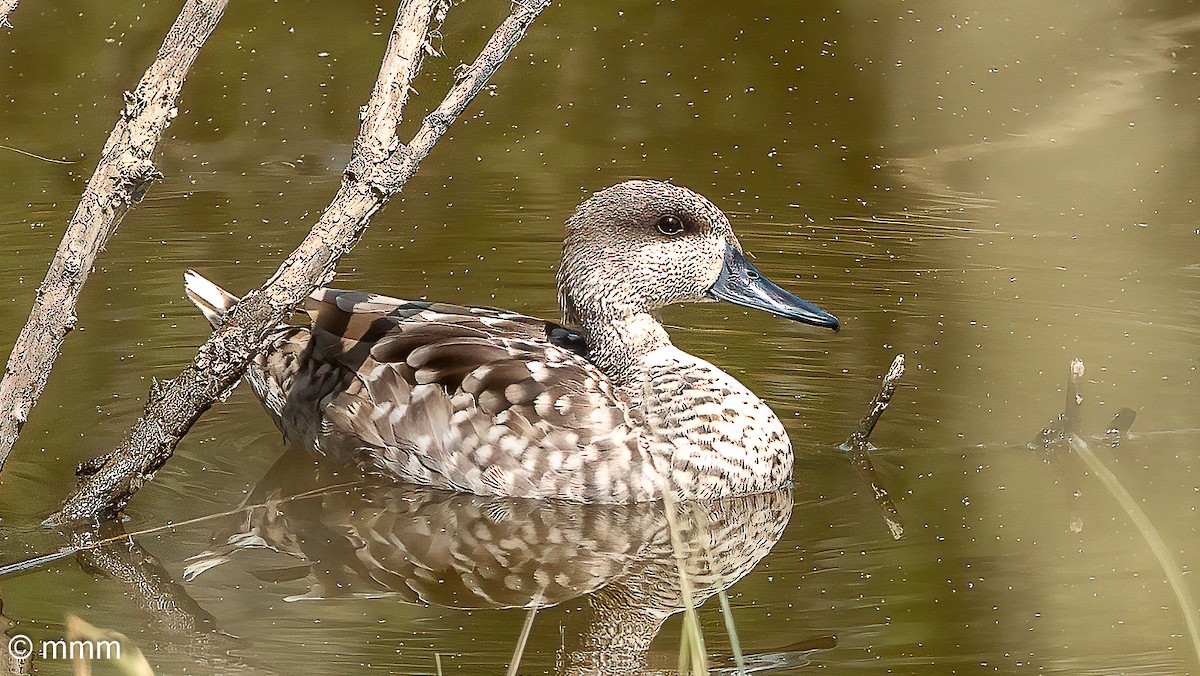 Marbled Duck - Mario Martin