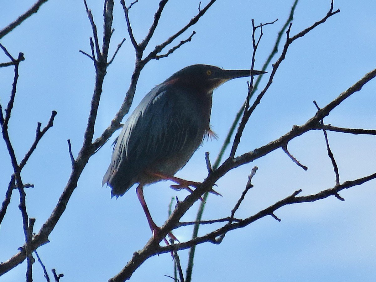 Green Heron - ML618880576