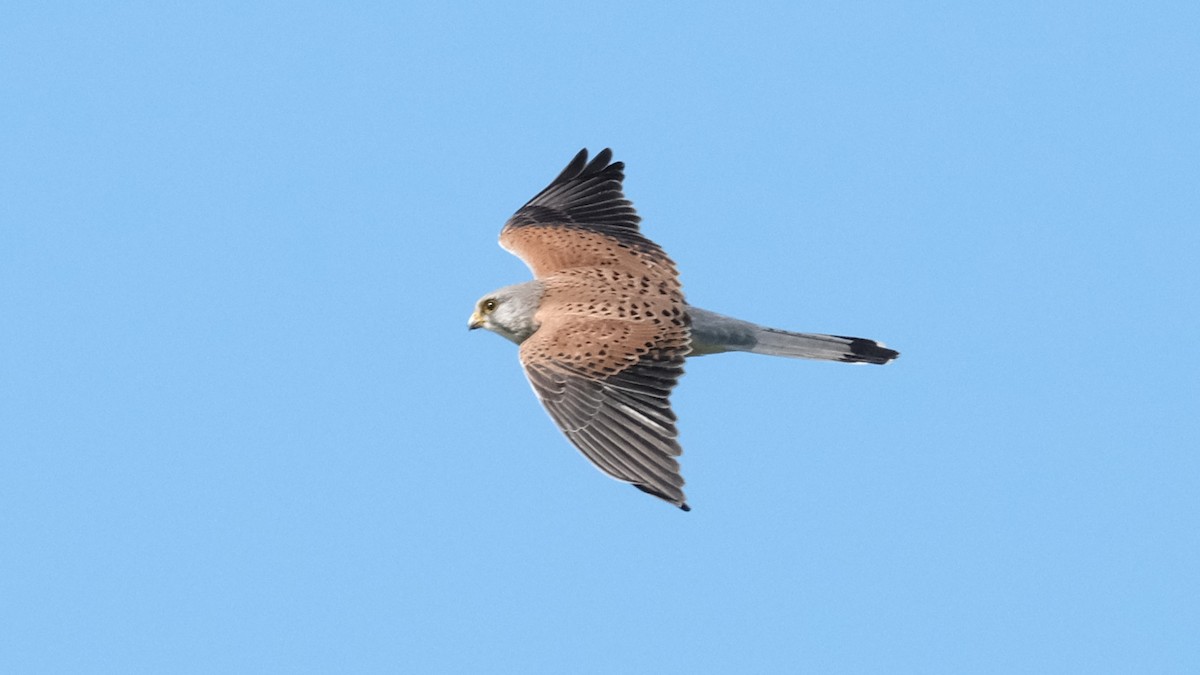 Eurasian Kestrel - Reyhan Hamdi