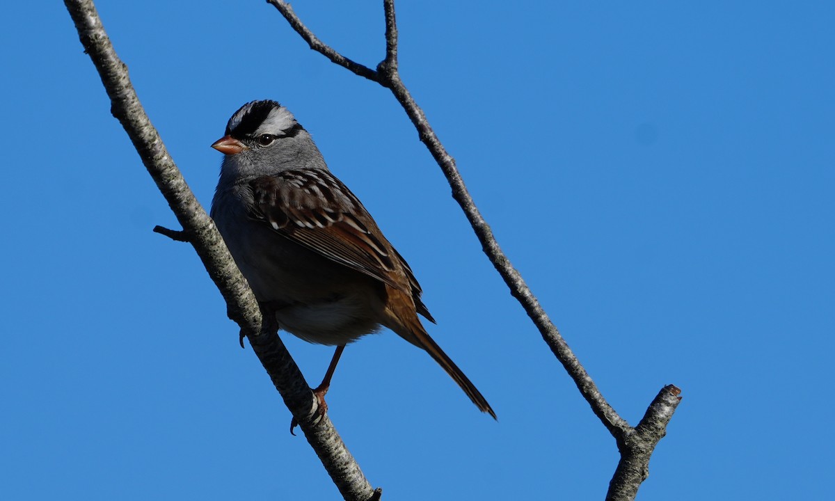 White-crowned Sparrow - Nevine Jacob