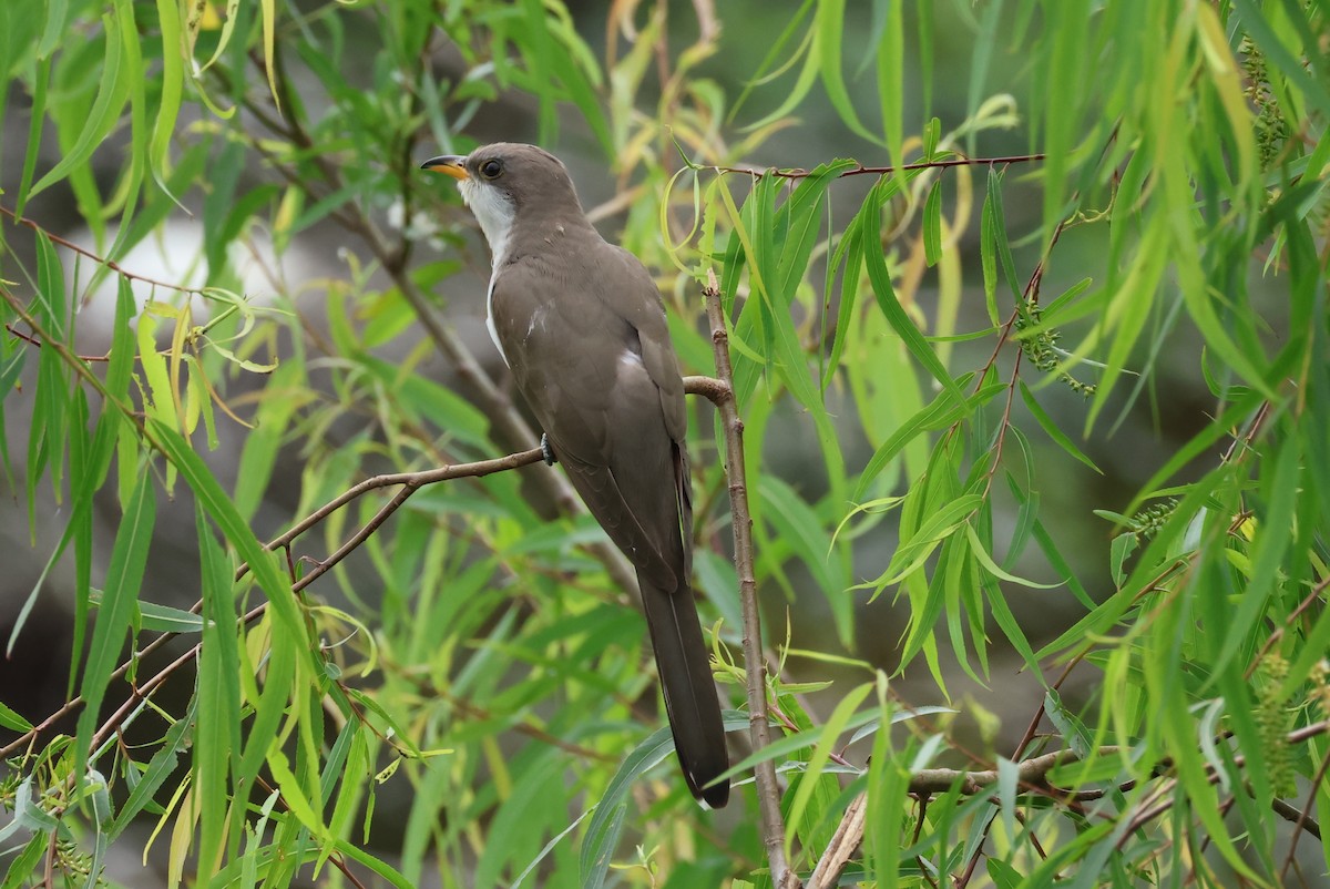 Yellow-billed Cuckoo - Vern Bothwell