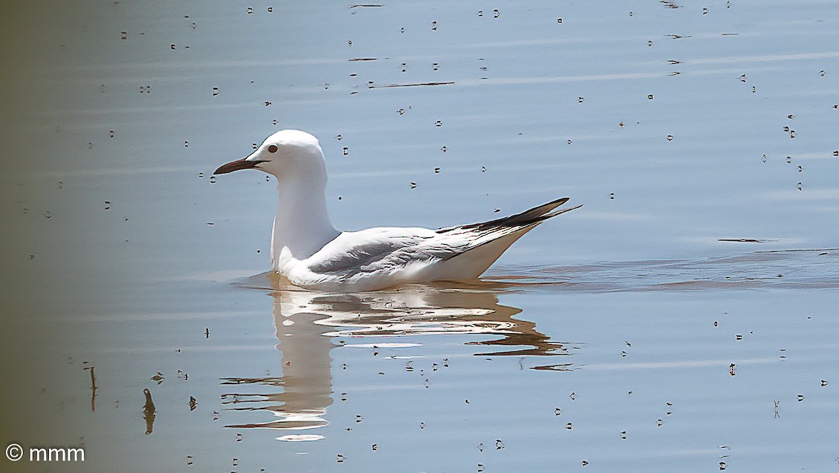 Slender-billed Gull - Mario Martin