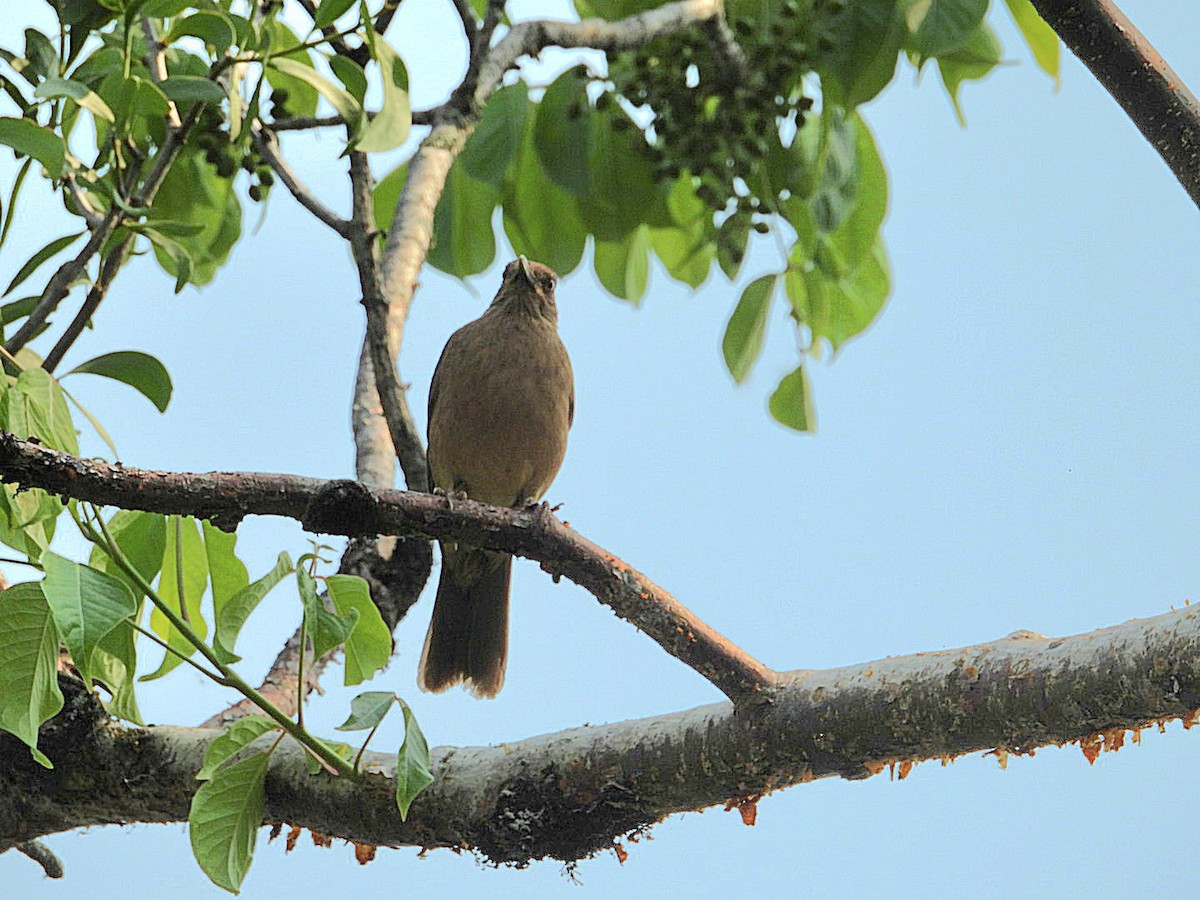 Clay-colored Thrush - ML618880614