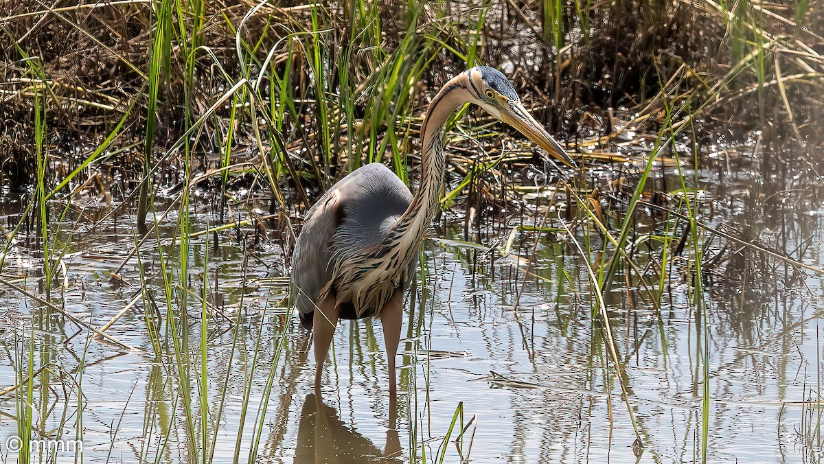 Purple Heron - Mario Martin