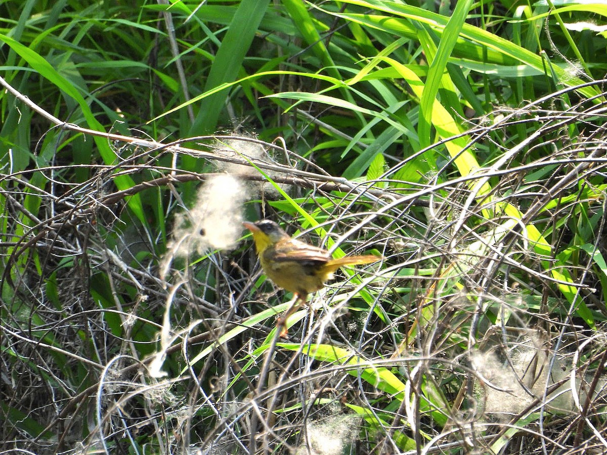 Common Yellowthroat - Bany Alvarenga