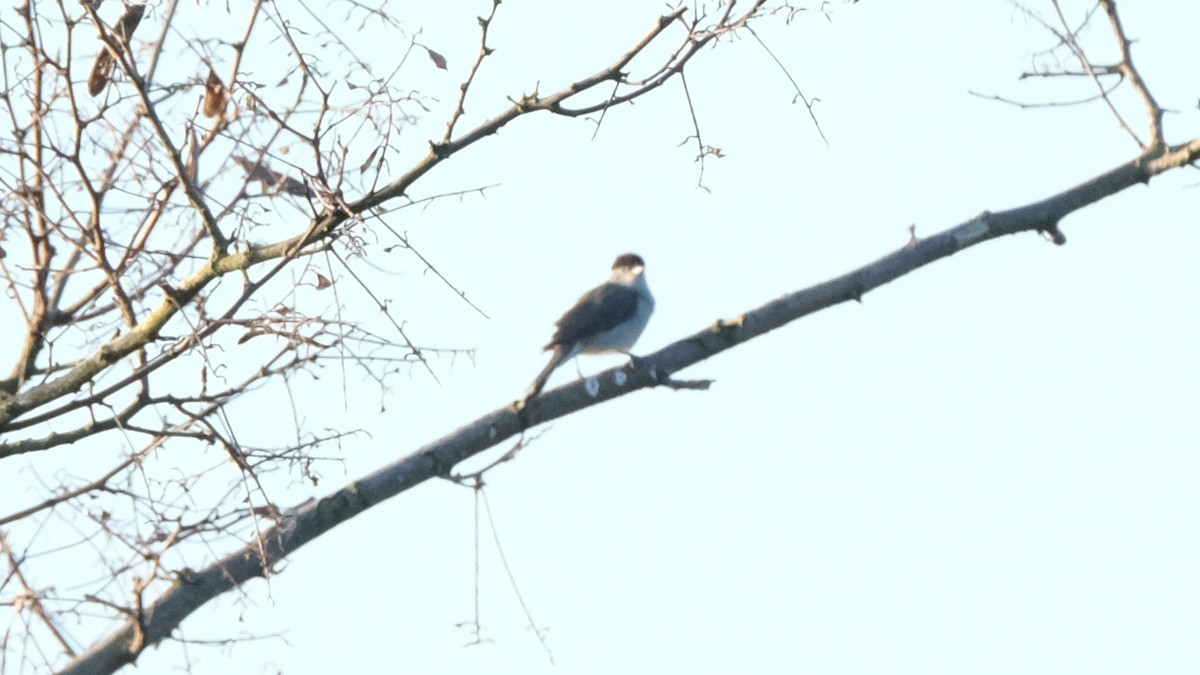 Eurasian Blackcap - ML618880650