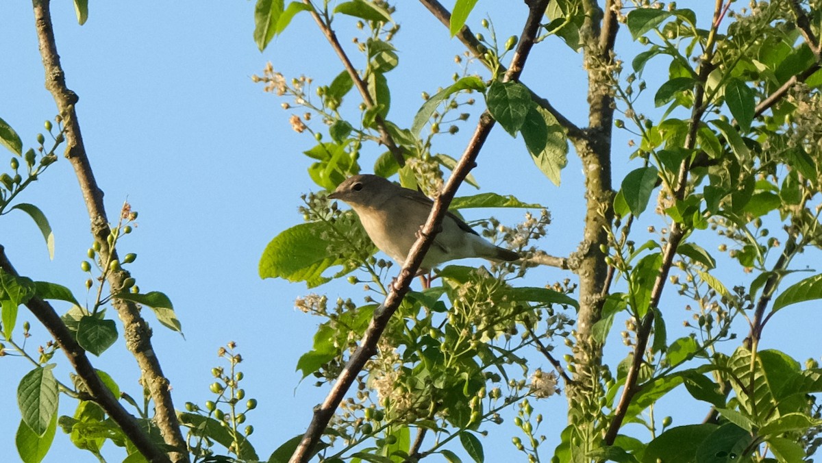 Garden Warbler - Reyhan Hamdi