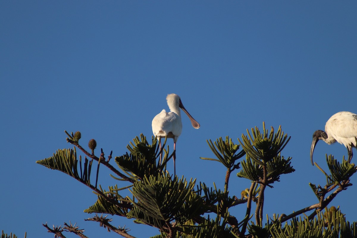 African Spoonbill - Amber-Rose Veitch