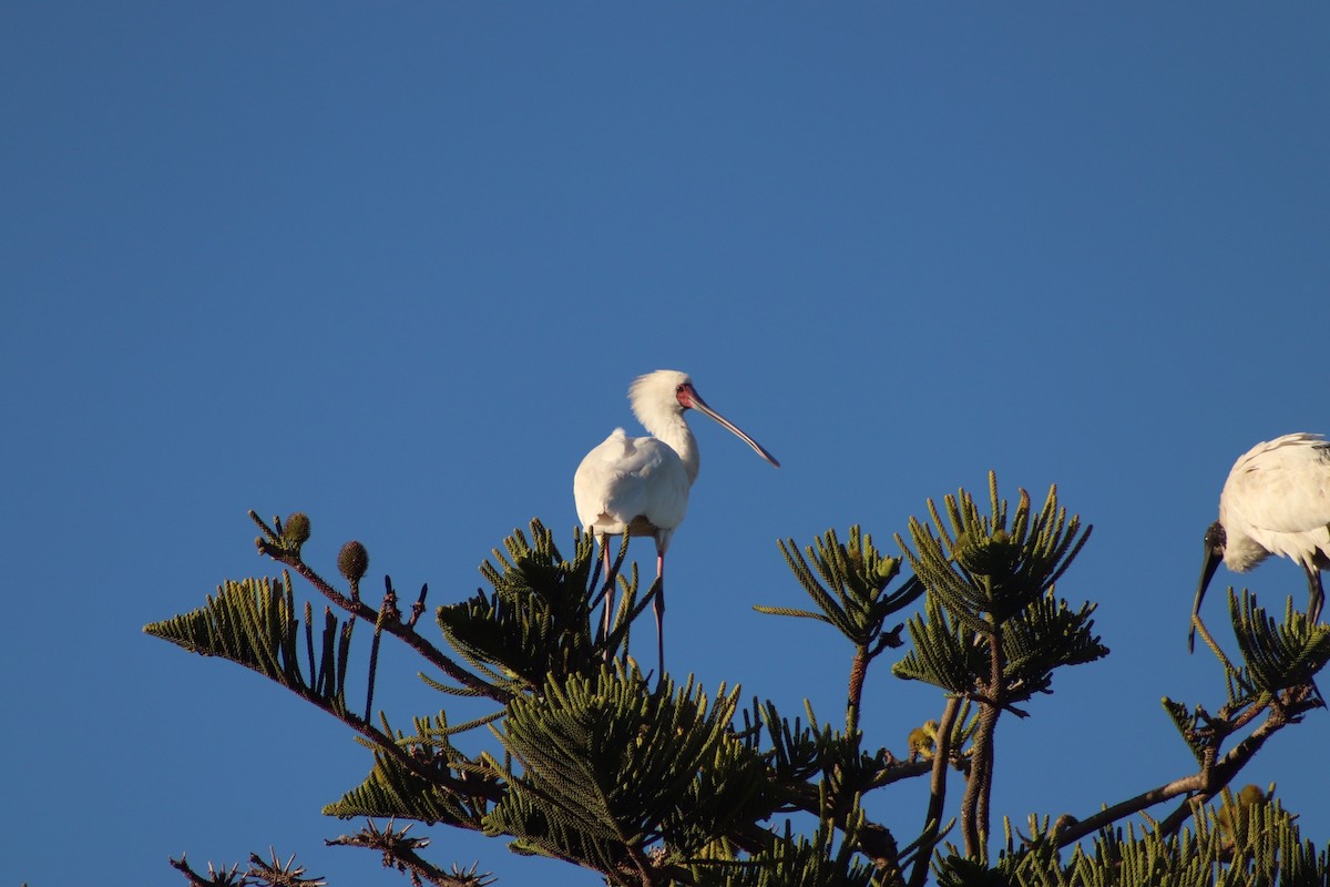 African Spoonbill - Amber-Rose Veitch