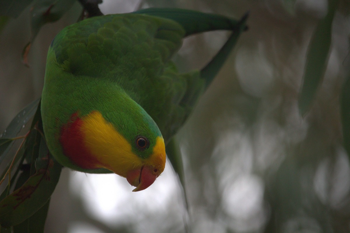 Superb Parrot - Noah Marshall