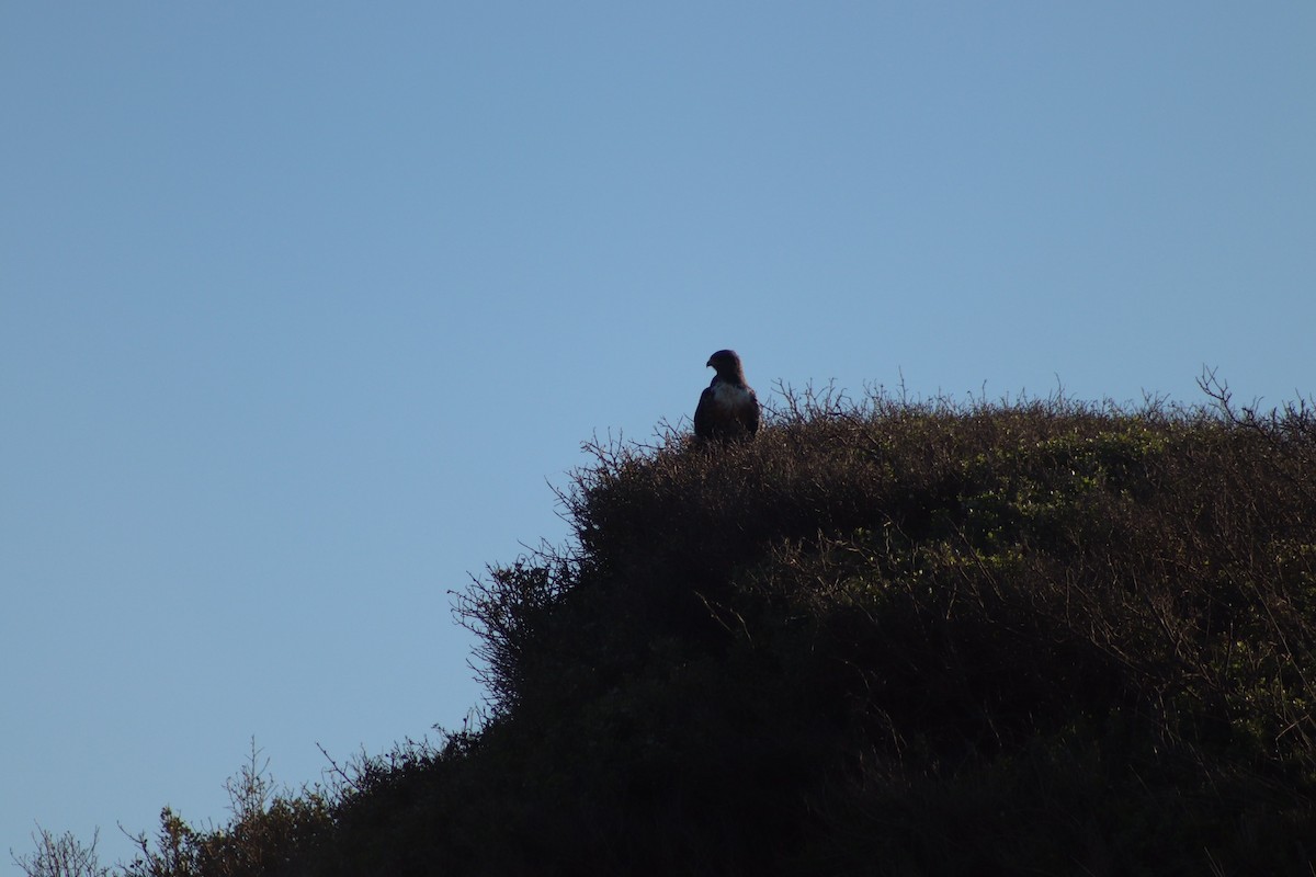 Jackal Buzzard - Amber-Rose Veitch