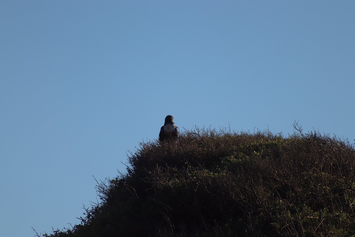 Jackal Buzzard - Amber-Rose Veitch