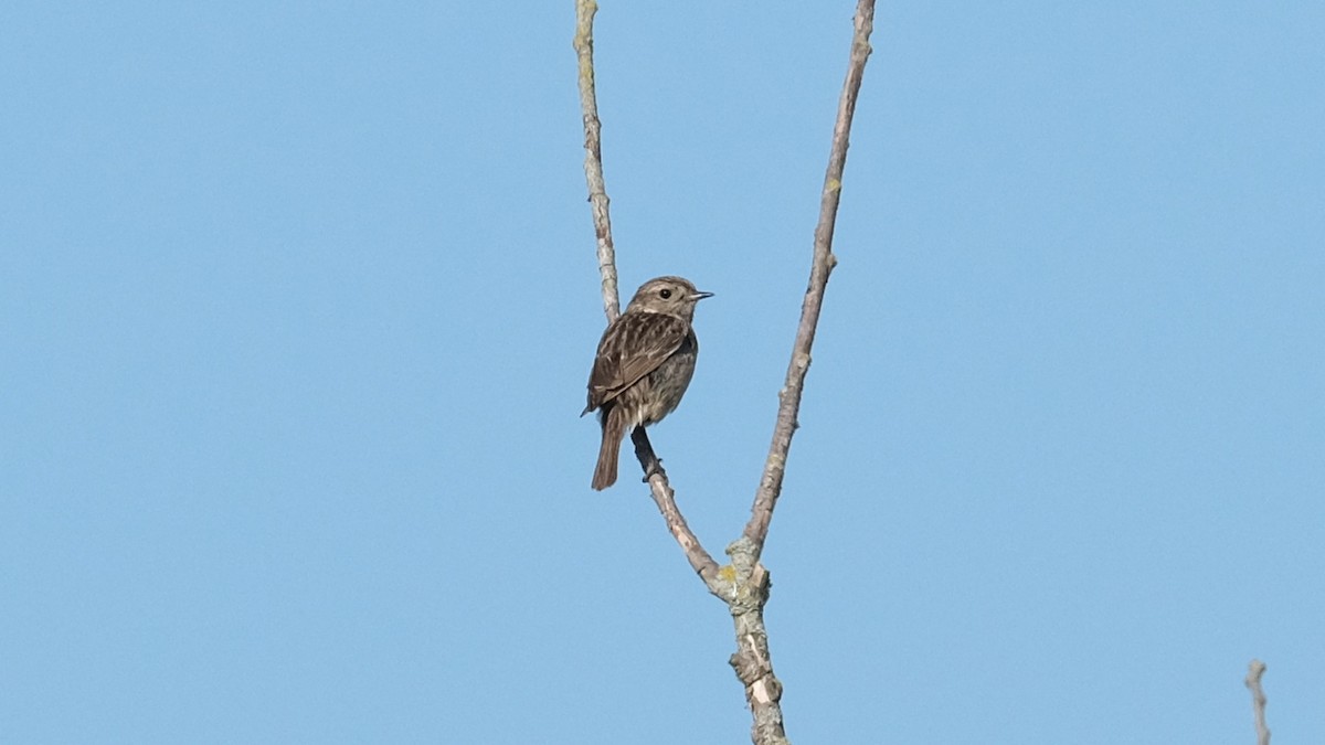 European Stonechat - Reyhan Hamdi