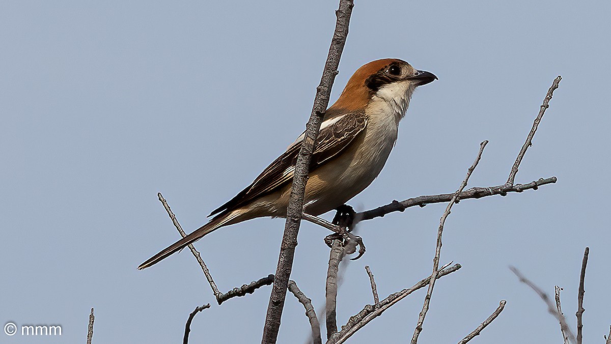 Woodchat Shrike - ML618880699