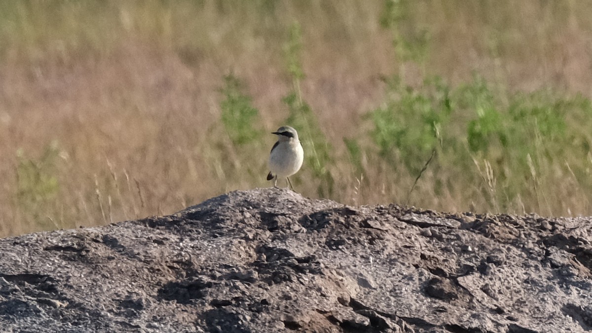 Northern Wheatear - ML618880704