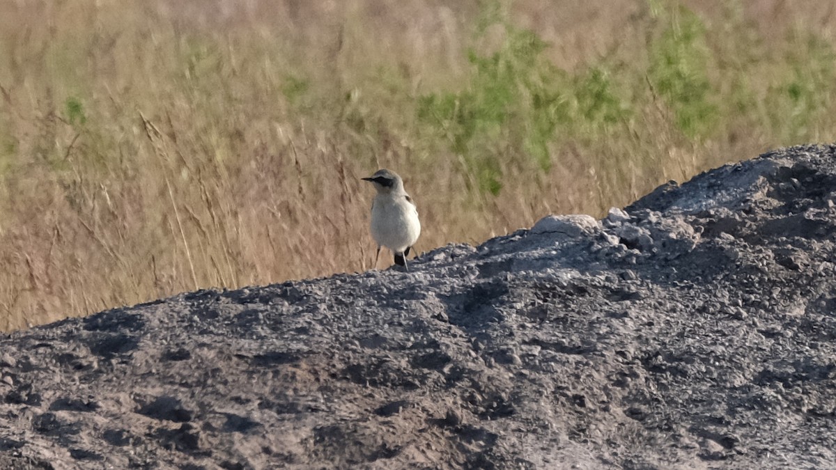 Northern Wheatear - ML618880705