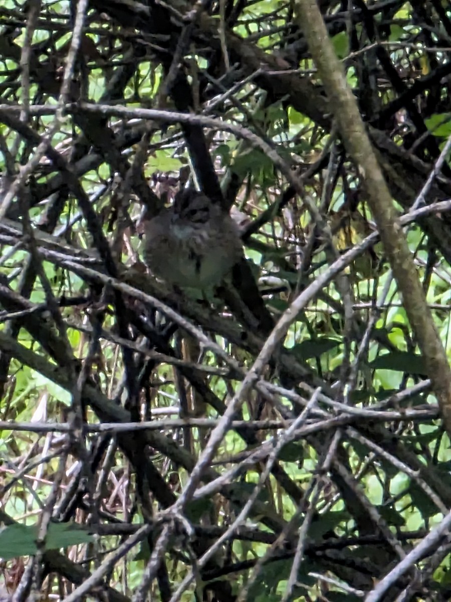 Lincoln's Sparrow - ML618880706