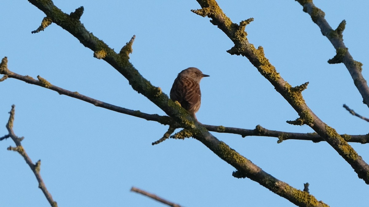 Dunnock - ML618880708