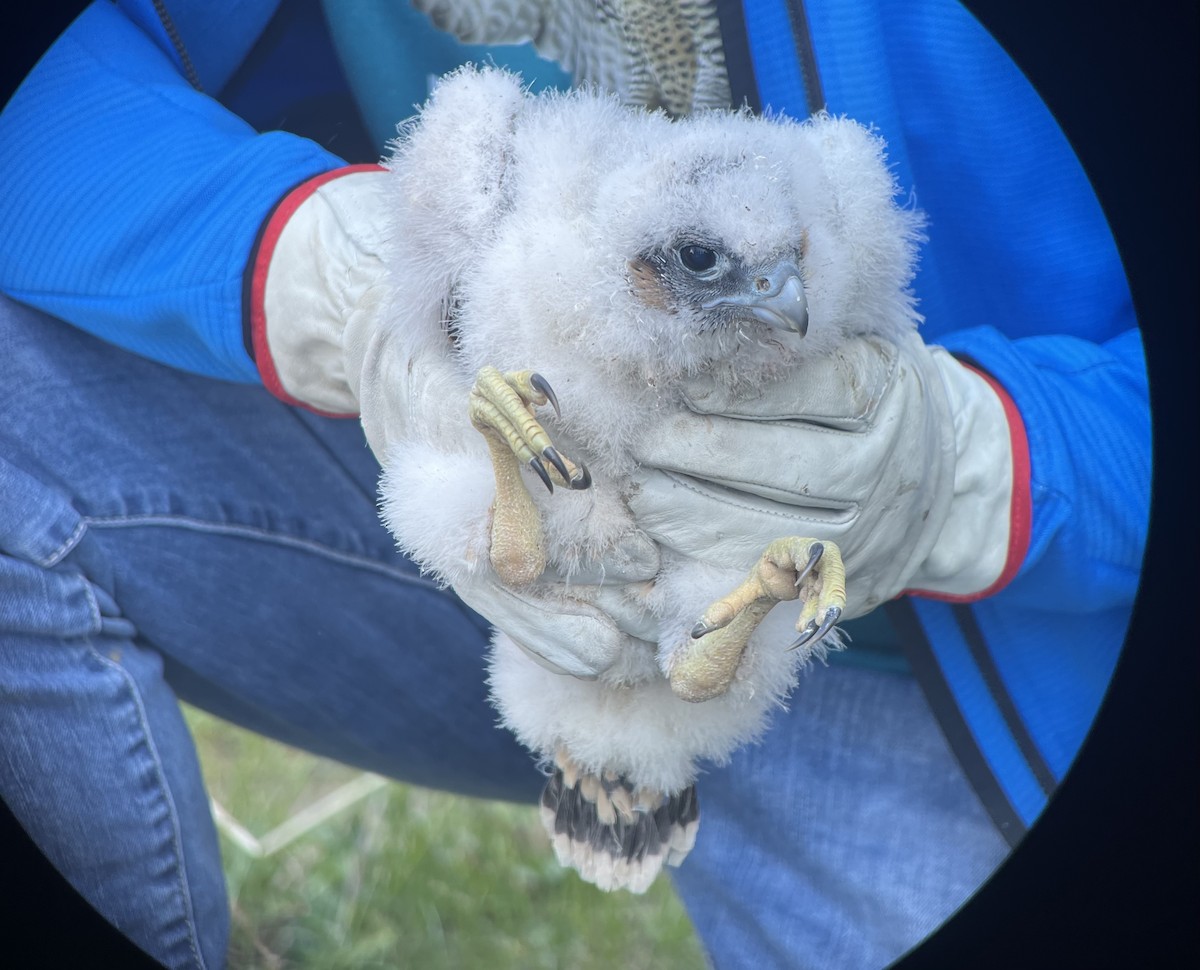 Peregrine Falcon - ML618880720