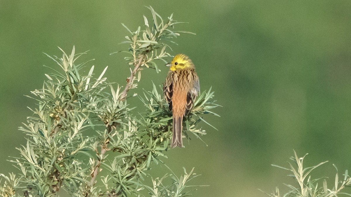 Yellowhammer - ML618880725