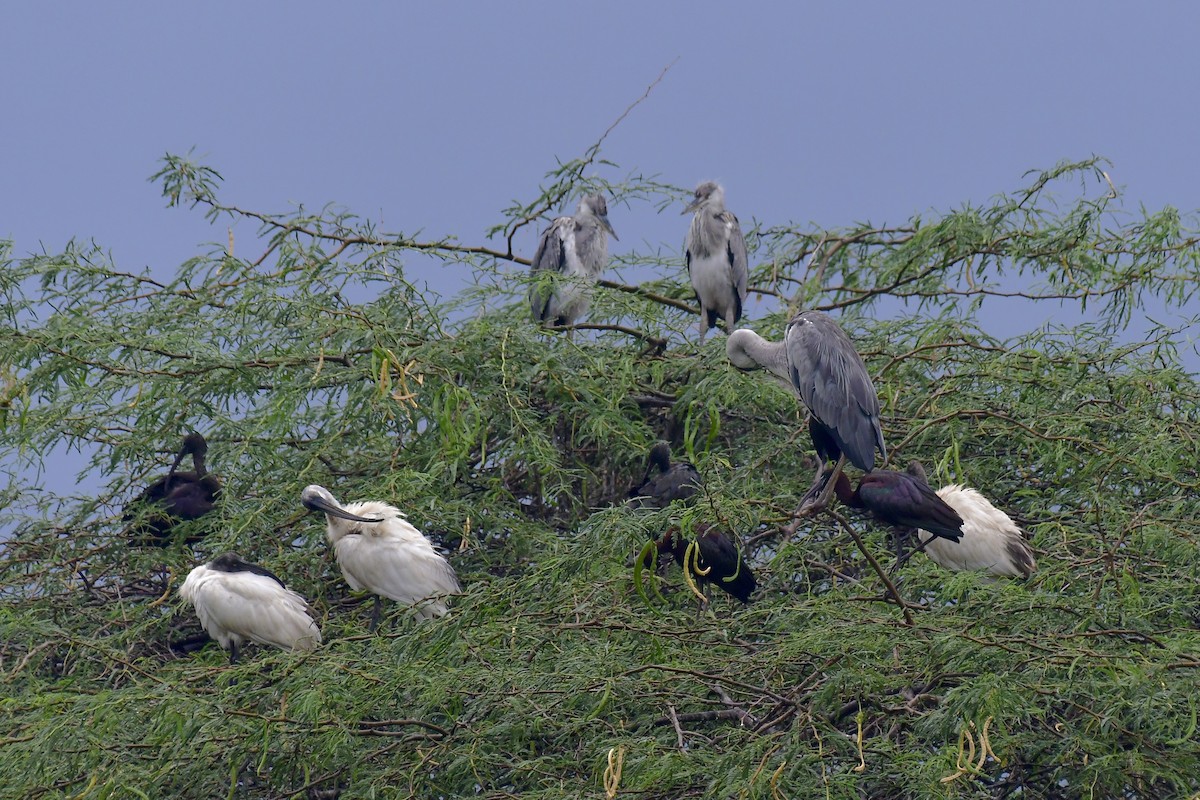 Black-headed Ibis - Sathish Ramamoorthy