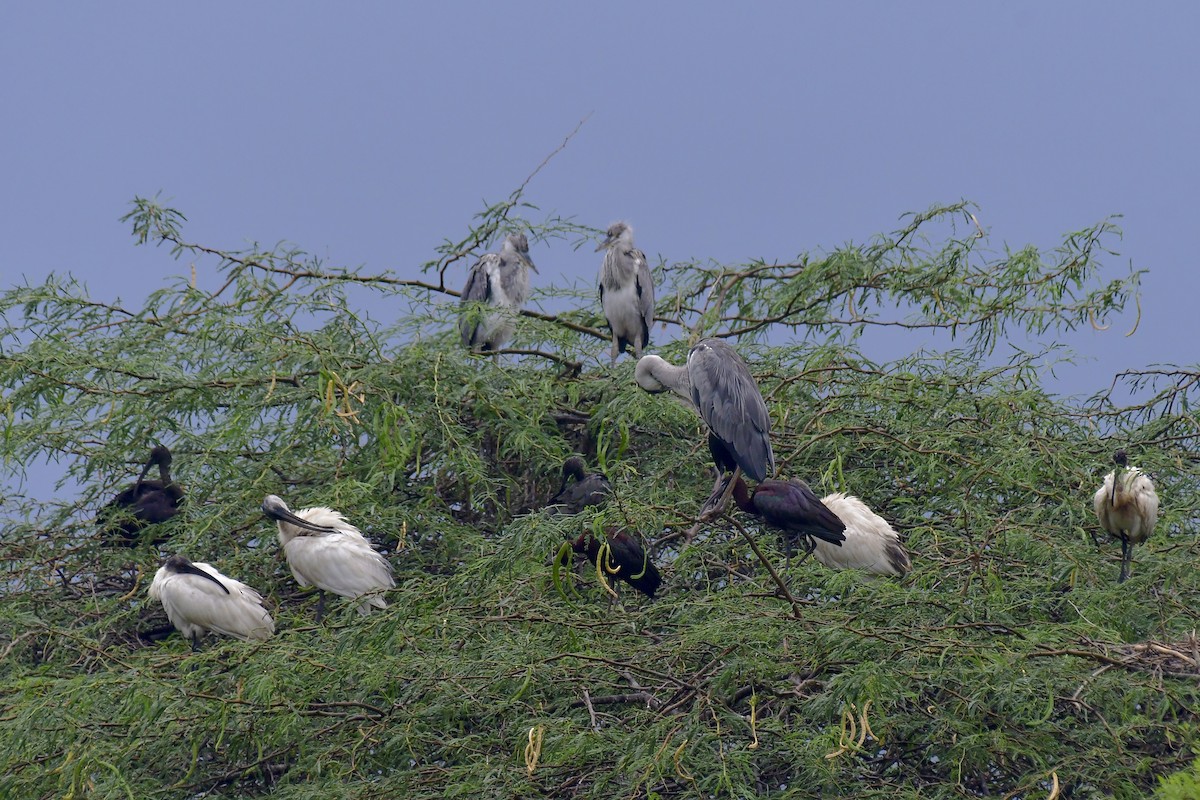 Ibis à tête noire - ML618880740