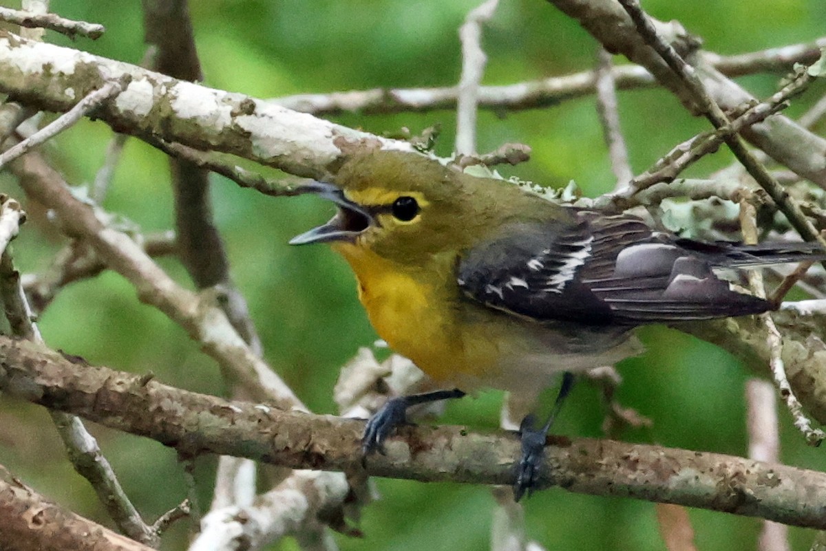 Yellow-throated Vireo - Vern Bothwell