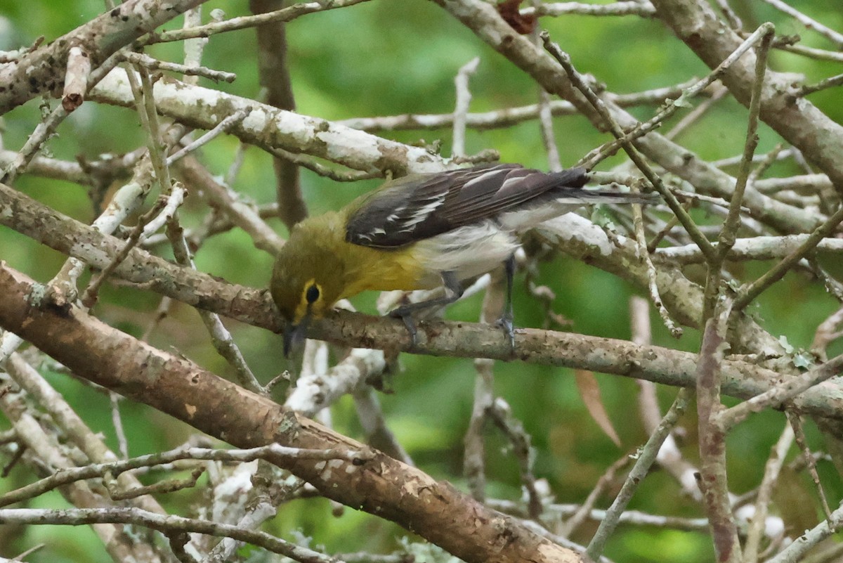 Yellow-throated Vireo - Vern Bothwell