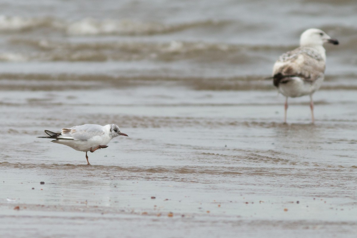 Black-headed Gull - ML618880763