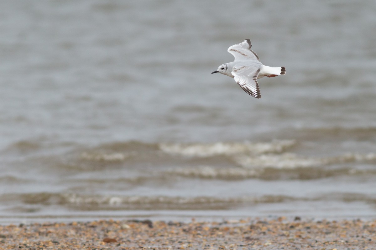 Bonaparte's Gull - Max McCarthy